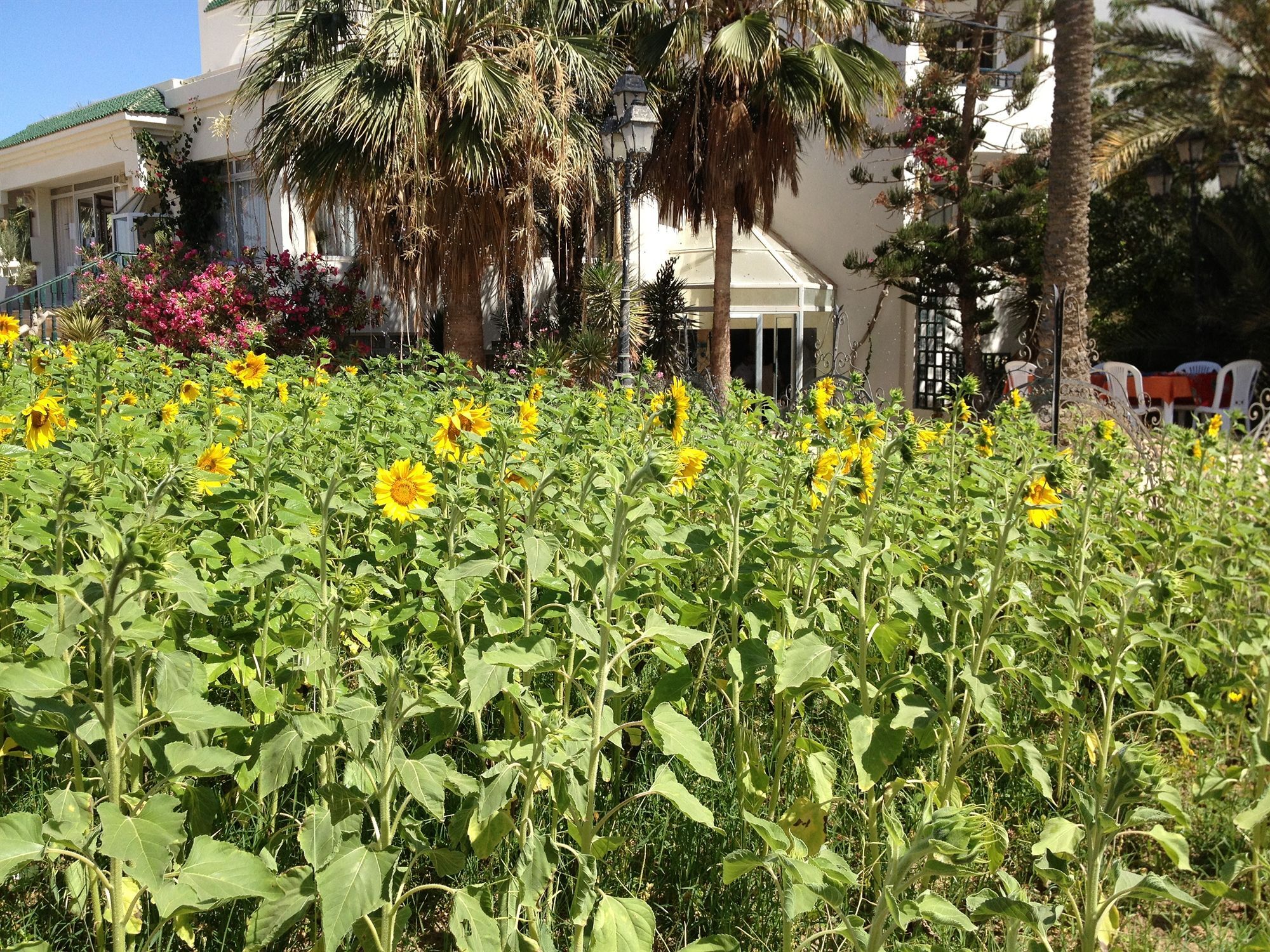 Hotel Djerba Orient Mezraia Esterno foto